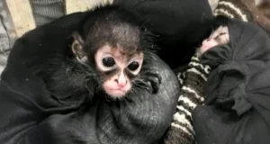 Нелегальные охотники убивают пауковых обезьян и продают их детенышей в социальных сетях