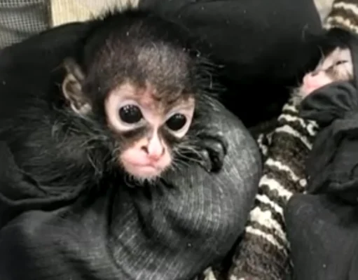 Нелегальные охотники убивают пауковых обезьян и продают их детенышей в социальных сетях